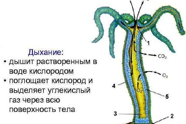 Кракен клир ссылка